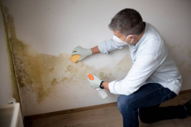 Best Crawl Space Mold Remediation  in USA